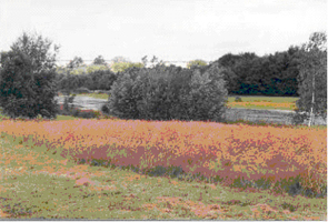 Greenspace: Gayeules pond. The high grass edges which girdle the pond are not mown in order to preserve ecotones