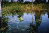 body of freshwater surrounded by greenery